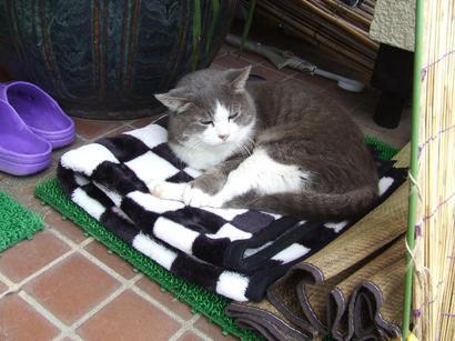 �V���N�}�y�c at Home