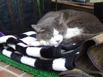 �V���N�}�y�c at Home