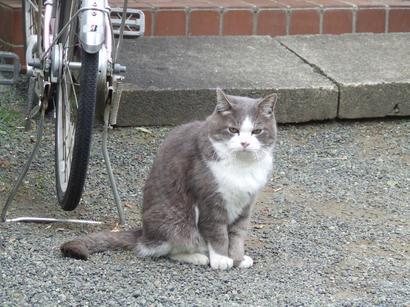 �V���N�}�y�c at Home