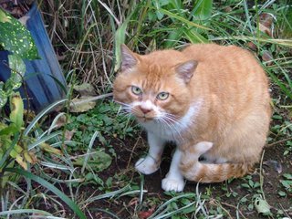 �V���N�}�y�c at Home