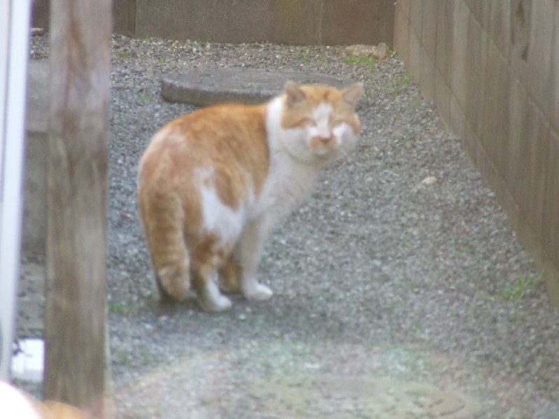 �V���N�}�y�c at Home