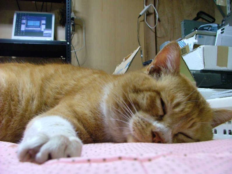 �V���N�}�y�c at Home