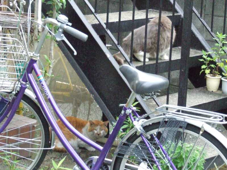 �V���N�}�y�c at Home