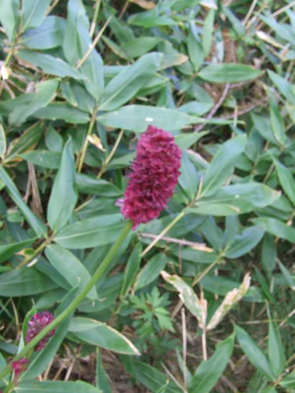 �V���N�}�y�c at Home