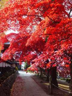 �V���N�}�y�c at Home