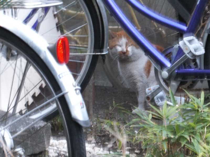 �V���N�}�y�c at Home