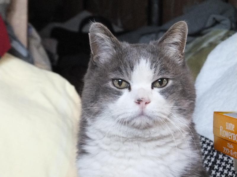 �V���N�}�y�c at Home