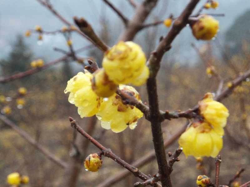 �V���N�}�y�c at Home