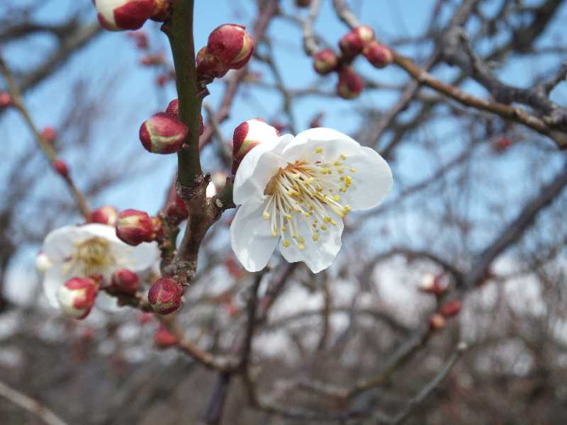 �V���N�}�y�c at Home