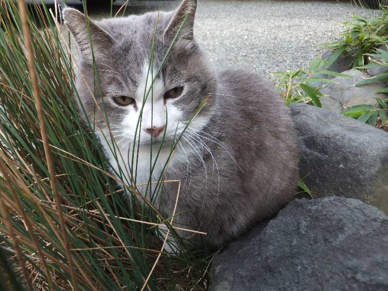 �V���N�}�y�c at Home