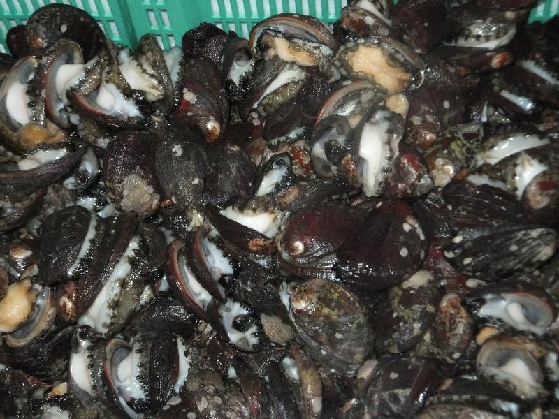 �V���N�}�y�c at Home