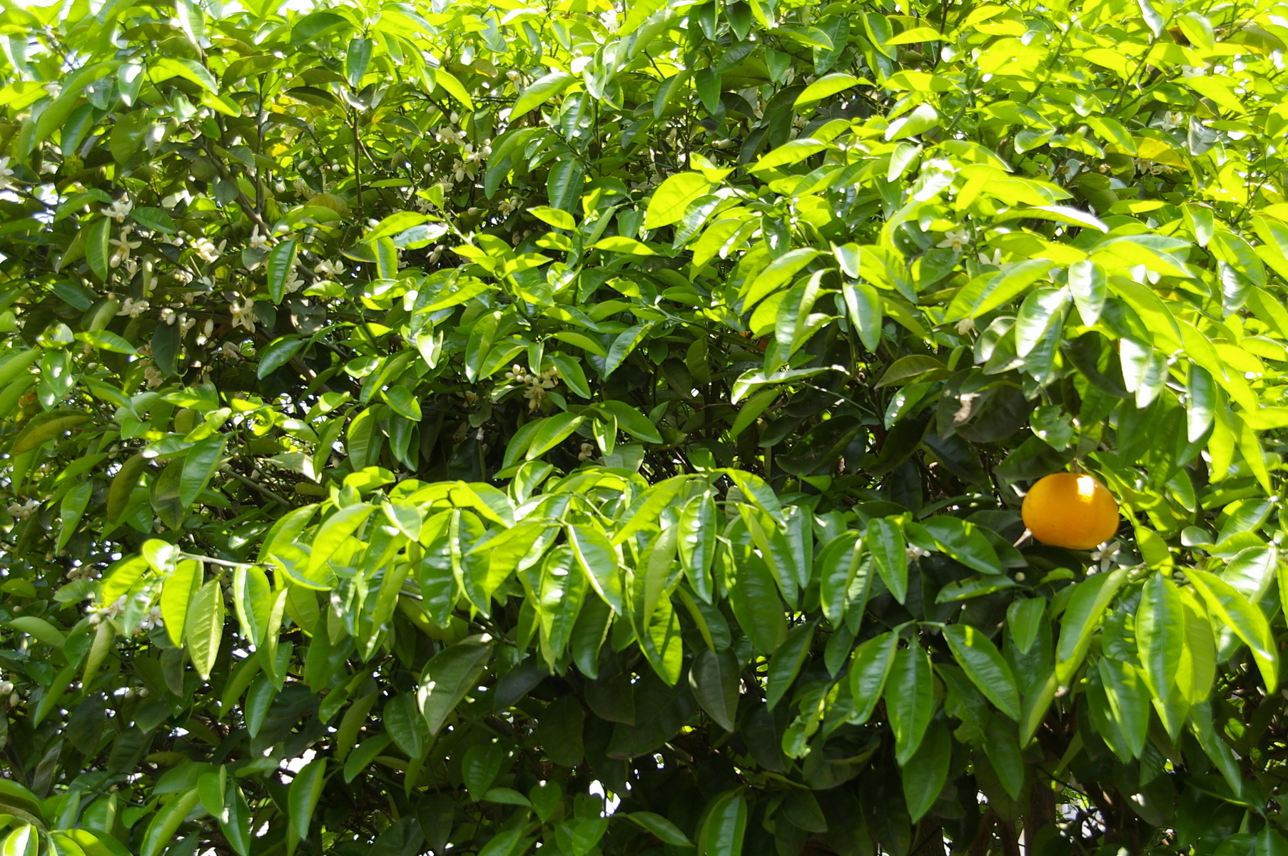 �V���N�}�y�c at Home