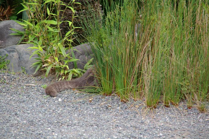 �V���N�}�y�c at Home