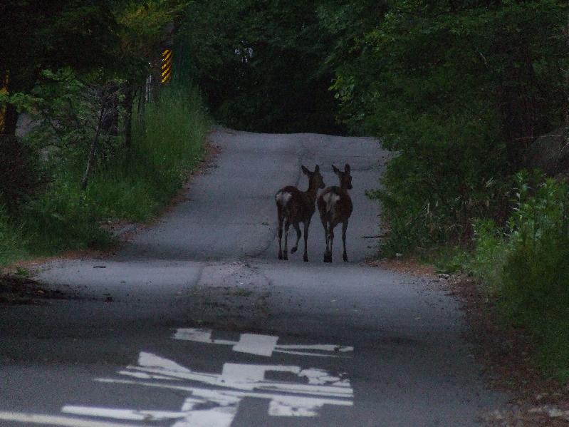 �V���N�}�y�c at Home