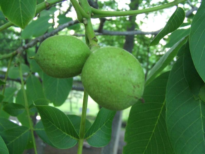 �V���N�}�y�c at Home