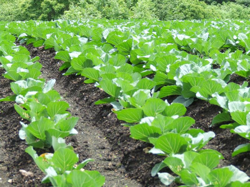 �V���N�}�y�c at Home