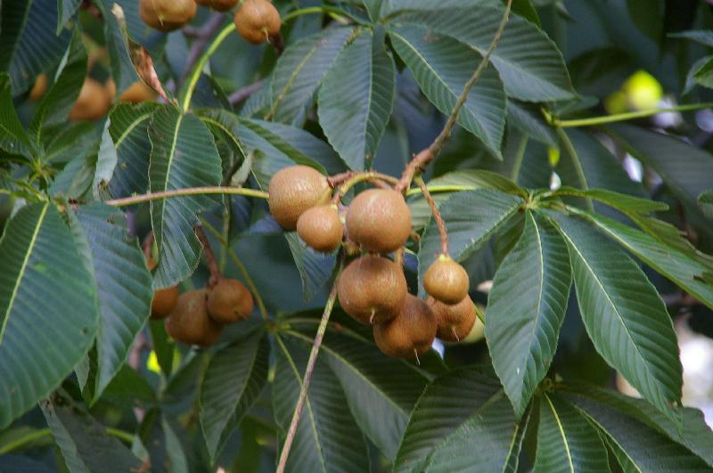 �V���N�}�y�c at Home