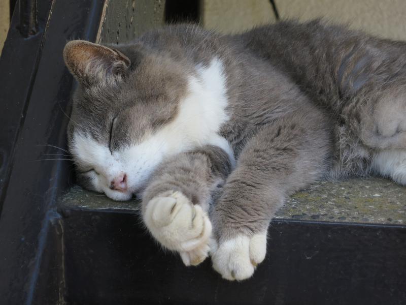 �V���N�}�y�c at Home