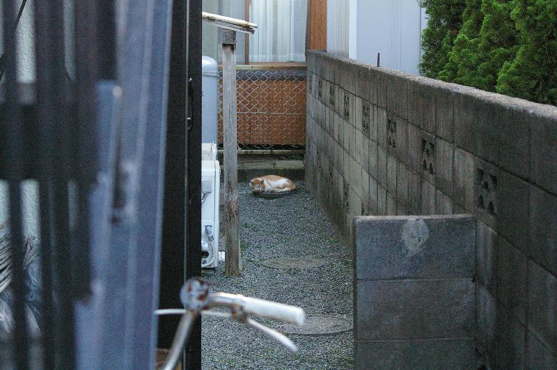 �V���N�}�y�c at Home