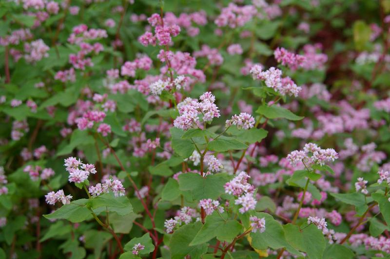 �V���N�}�y�c at Home