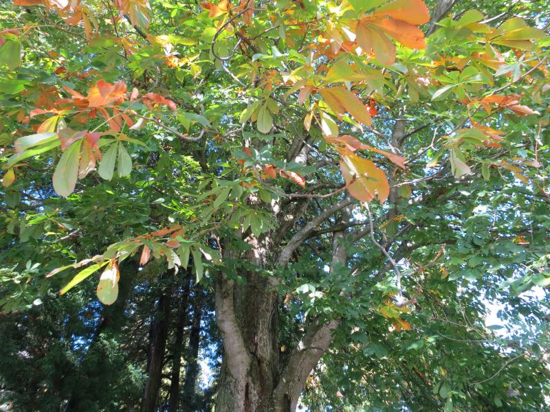 �V���N�}�y�c at Home