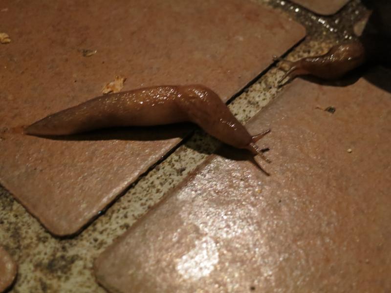 �V���N�}�y�c at Home