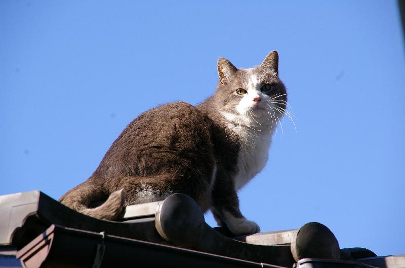 �V���N�}�y�c at Home