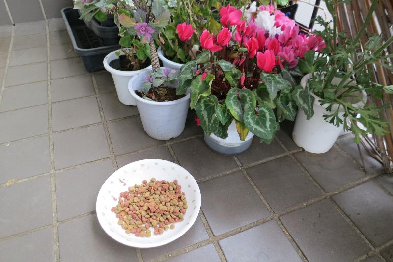 �V���N�}�y�c at Home