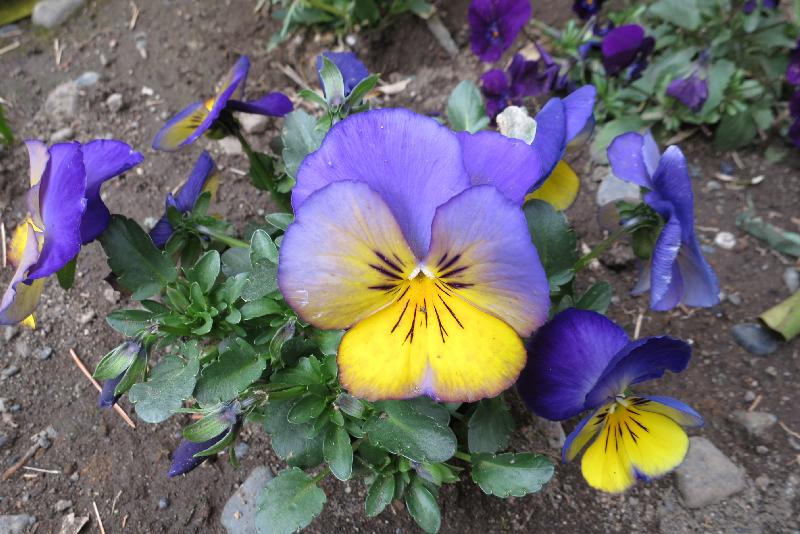 �V���N�}�y�c at Home