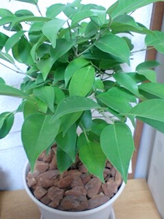 �E�b�Y�̉Ɓ@U�OT�OU