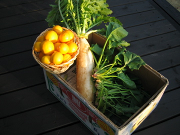 �Ƃ������̃L�b�`��