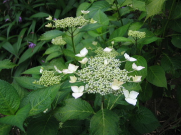 �Ƃ������̃L�b�`��