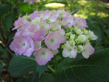 �Ƃ������̃L�b�`��