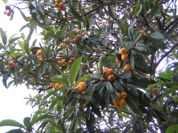 �Ƃ������̃L�b�`��