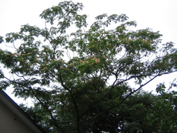 �Ƃ������̃L�b�`��