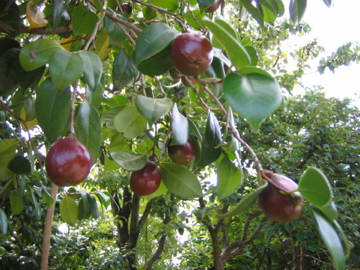 �Ƃ������̃L�b�`��