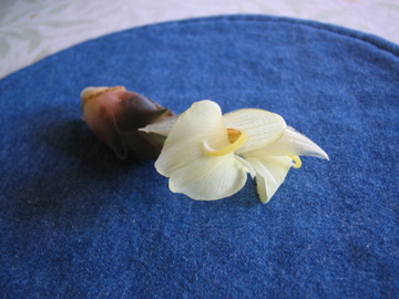 �Ƃ������̃L�b�`��