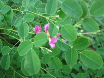 �Ƃ������̃L�b�`��