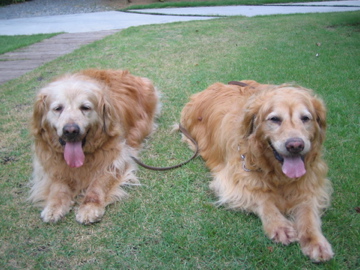 �Ƃ������̃L�b�`��