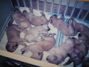 �Ƃ������̃L�b�`��