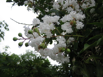 �Ƃ������̃L�b�`��