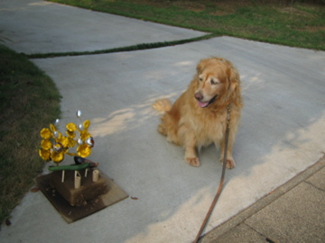 �Ƃ������̃L�b�`��