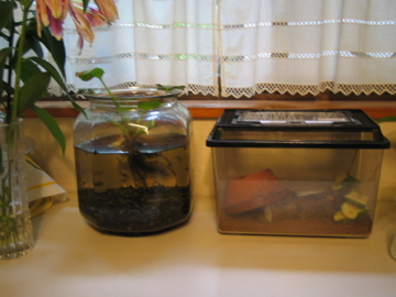 �Ƃ������̃L�b�`��