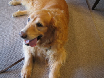 �Ƃ������̃L�b�`��