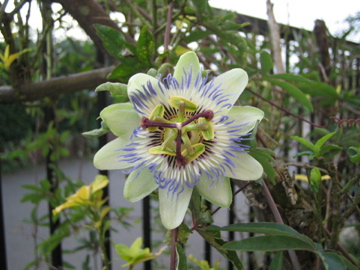 �Ƃ������̃L�b�`��