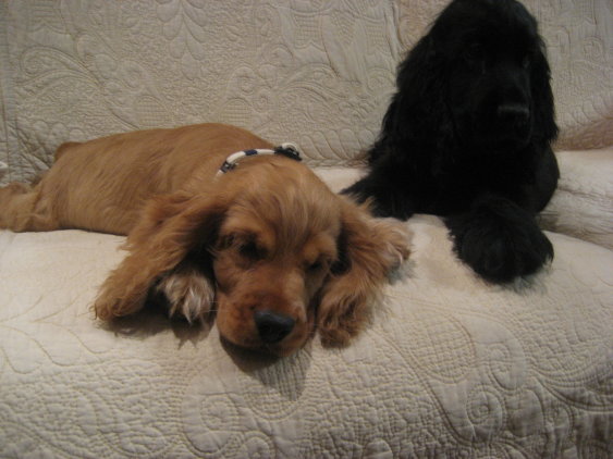 �Ƃ������̃L�b�`��