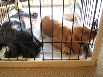 �Ƃ������̃L�b�`��