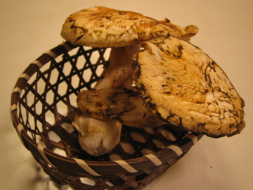 �Ƃ������̃L�b�`��