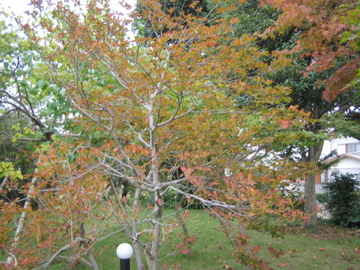 �Ƃ������̃L�b�`��