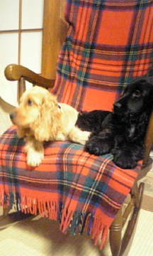 �Ƃ������̃L�b�`��